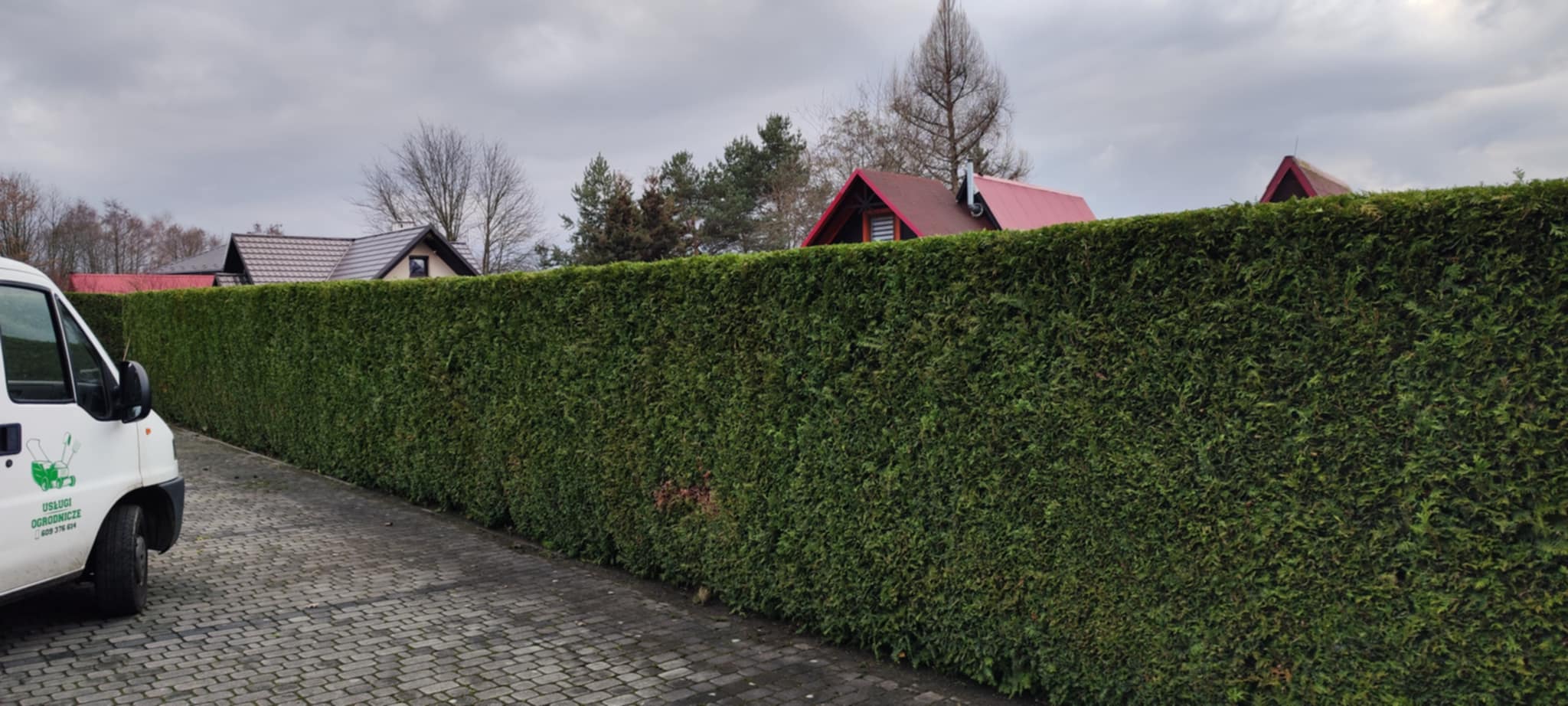 przycięty żywopłot