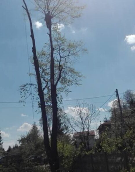 wycinka alpinistyczna